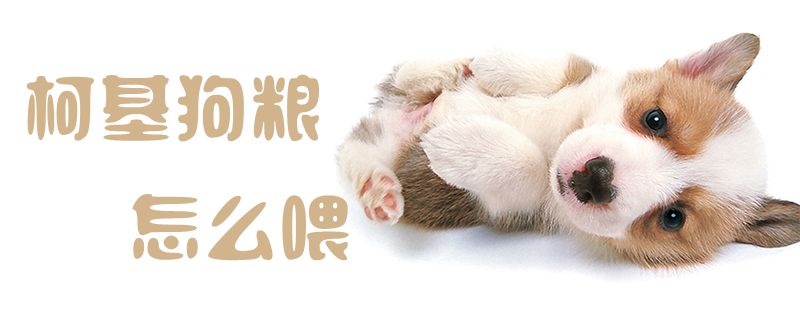 柯基狗糧怎么喂1