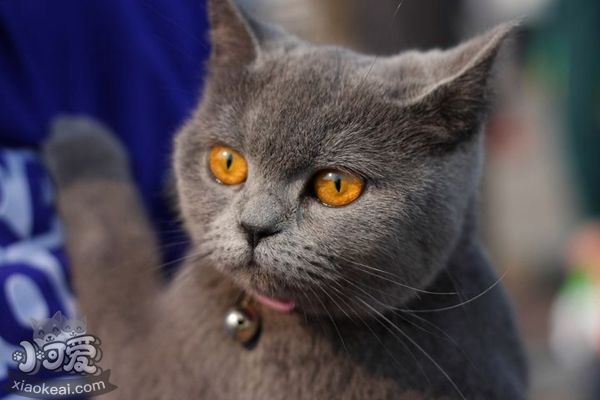 短毛貓?jiān)趺锤上?短毛貓干洗方法介紹