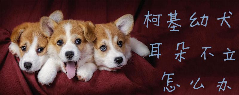 柯基幼犬耳朵不立怎么辦