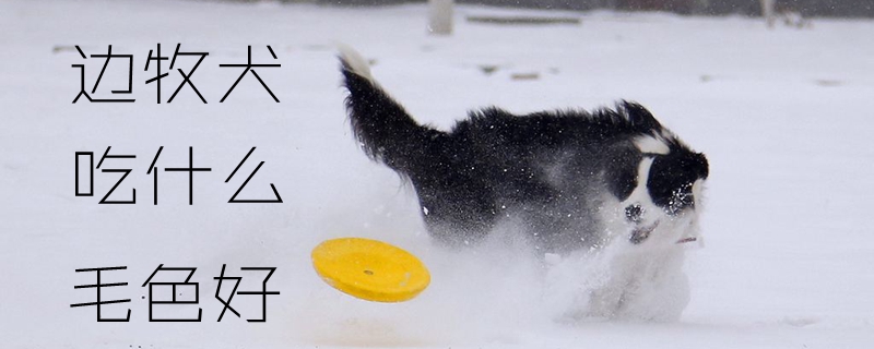 邊牧犬吃什么毛色好