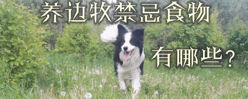 養(yǎng)邊牧的禁忌食物有哪些