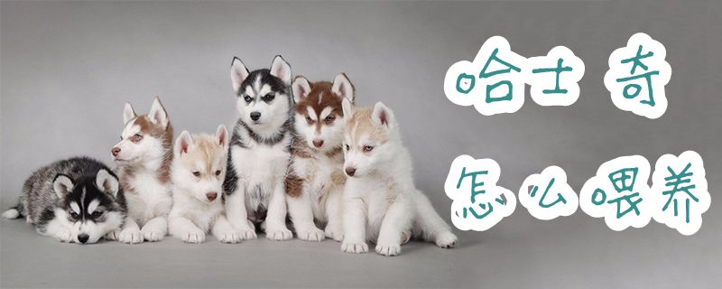 哈士奇怎么喂養(yǎng)1