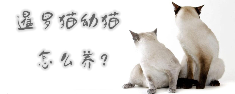 暹羅貓幼貓怎么養