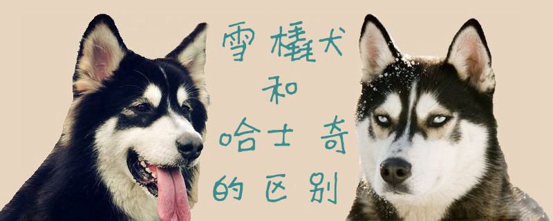 雪橇犬和哈士奇的區(qū)別1