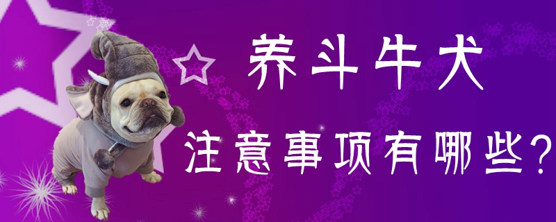 養(yǎng)斗牛犬注意事項(xiàng)有哪些