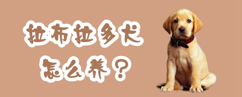 拉布拉多犬怎么養