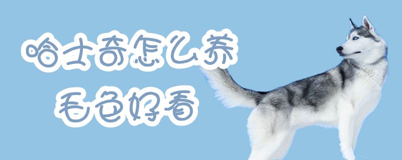 哈士奇怎么養(yǎng)毛色好看