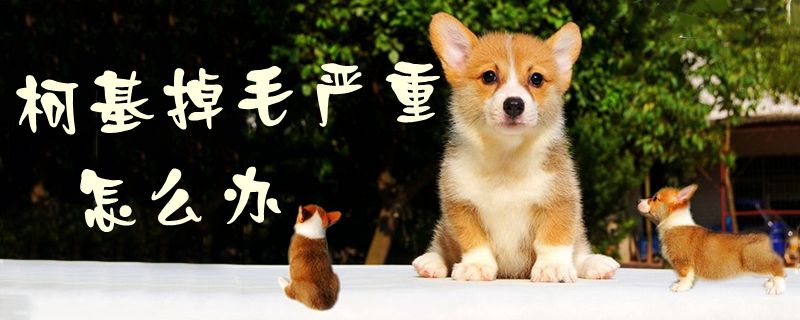 柯基掉毛嚴(yán)重怎么辦1