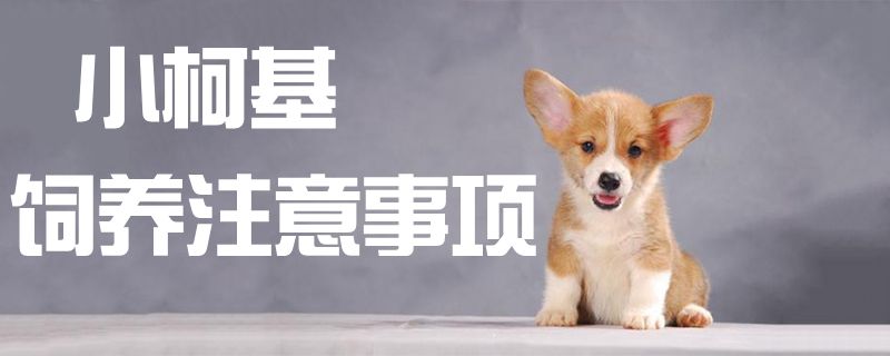 小柯基飼養注意事項1