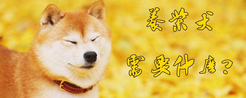 養柴犬需要什么