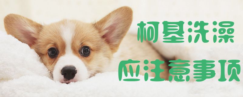 柯基洗澡應(yīng)注意事項(xiàng)1