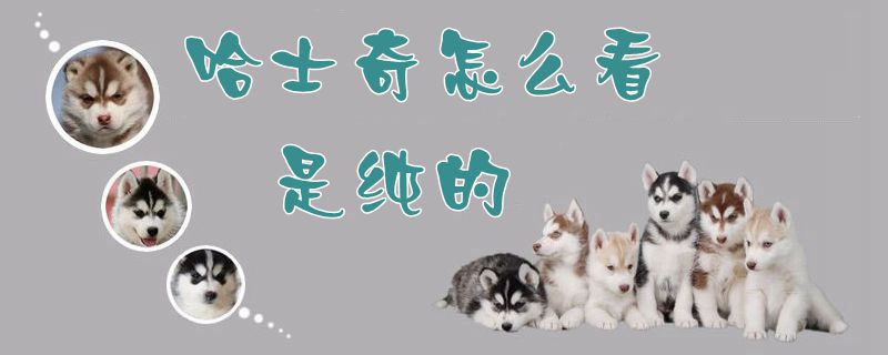 哈士奇怎么看是純的