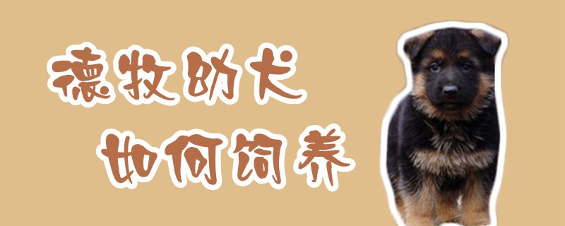 德牧幼犬如何飼養(yǎng)