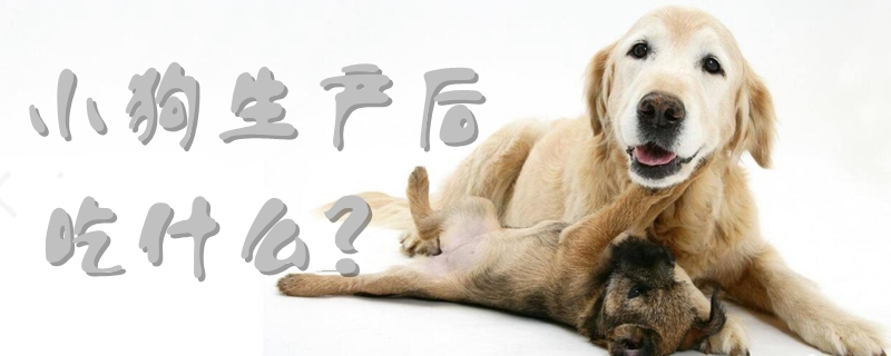 小狗生產后吃什么