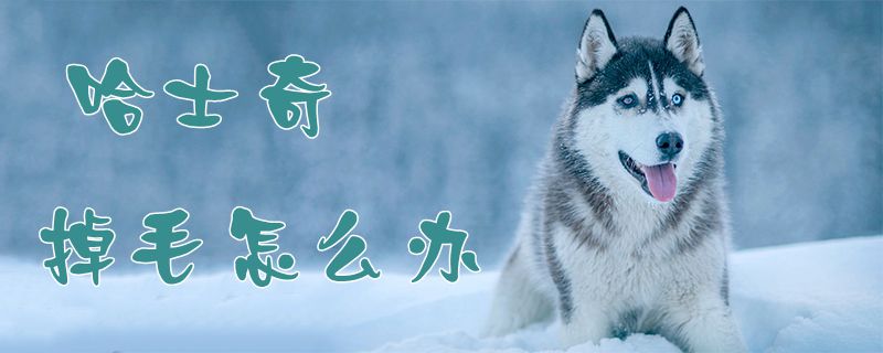哈士奇掉毛怎么辦1