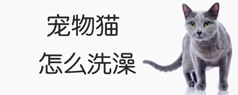 寵物貓怎么洗澡