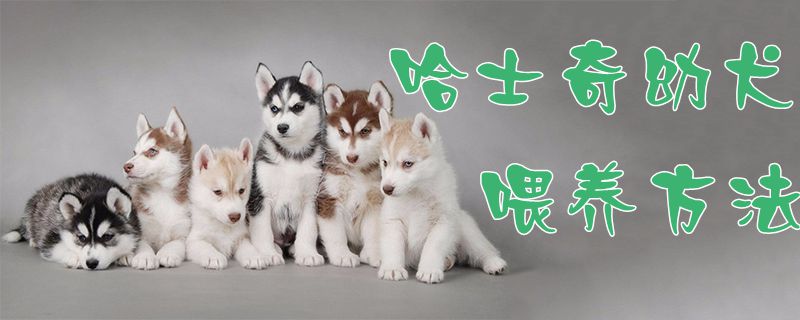 哈士奇幼犬喂養方法1