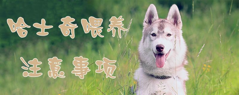 哈士奇喂養(yǎng)注意事項(xiàng)1