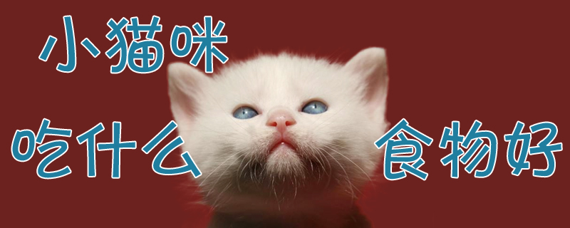 小貓咪吃什么食物好