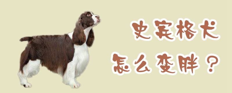 史賓格犬怎么變胖