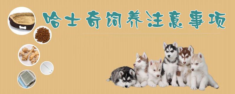 哈士奇飼養注意事項1