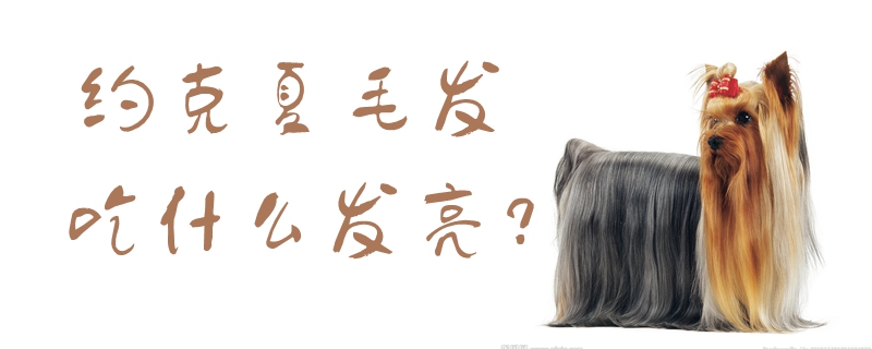 約克夏毛發(fā)吃什么發(fā)亮