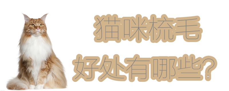 貓咪梳毛的好處有哪些