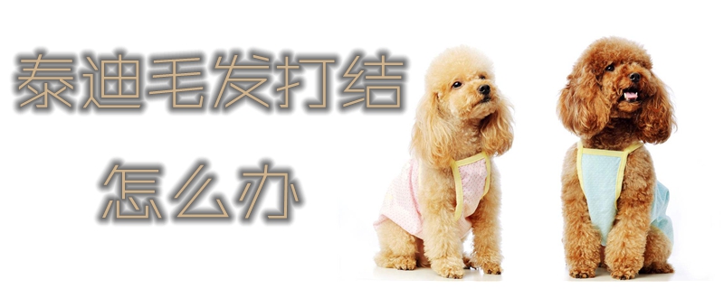 泰迪毛發打結怎么辦