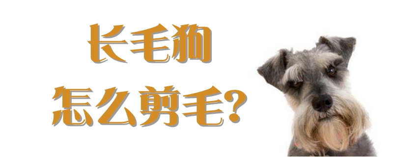 長(zhǎng)毛狗怎么剪毛