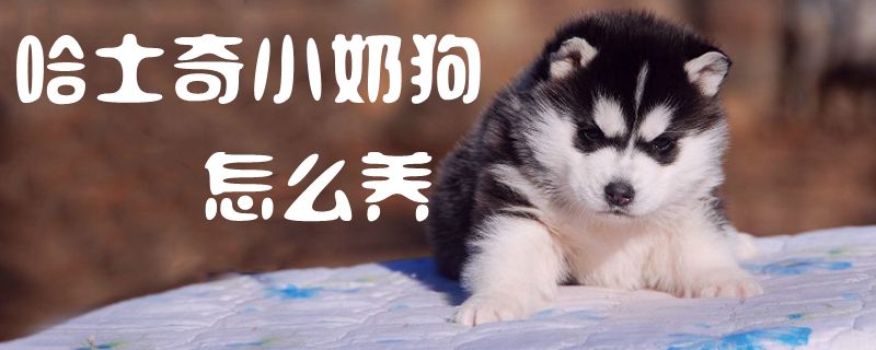 哈士奇小奶狗怎么養1