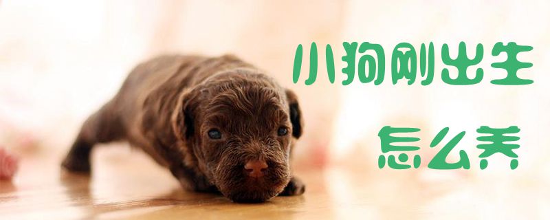 小狗剛出生怎么養1
