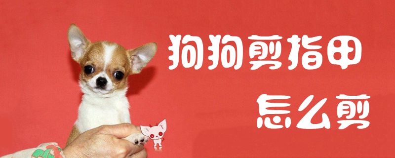 狗狗剪指甲怎么剪1