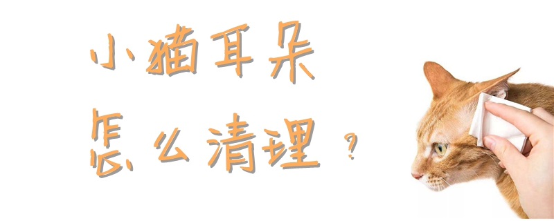 小貓耳朵怎么清理