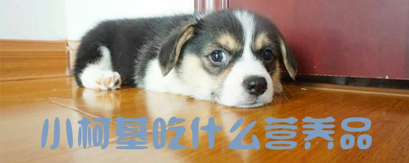 小柯基吃什么營養品1