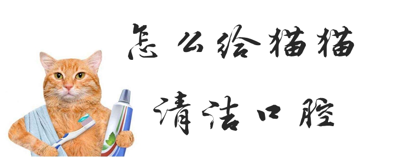 怎么給貓貓清潔口腔