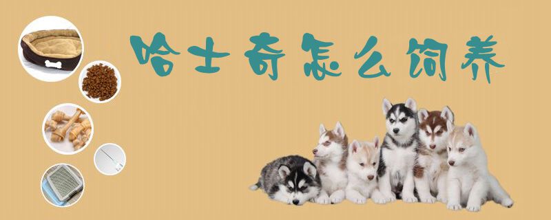 哈士奇怎么飼養1