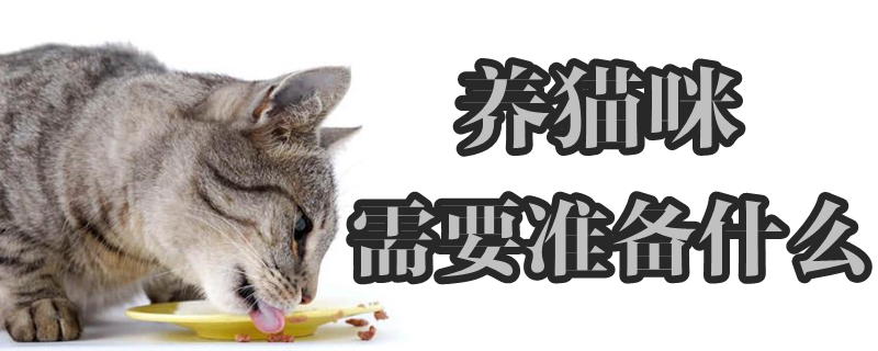 養貓咪需要準備什么