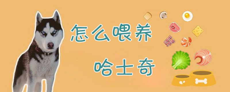 怎么喂養哈士奇1