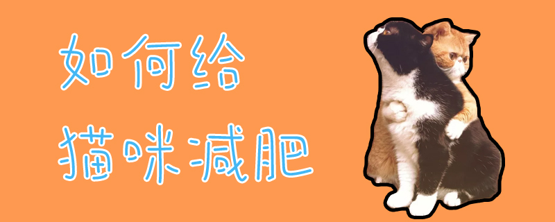 如何給貓咪減肥