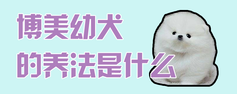 博美幼犬的養法是什么