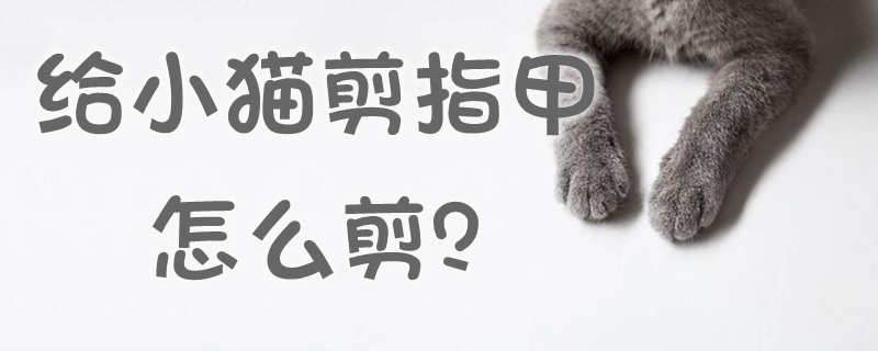 給小貓剪指甲怎么剪