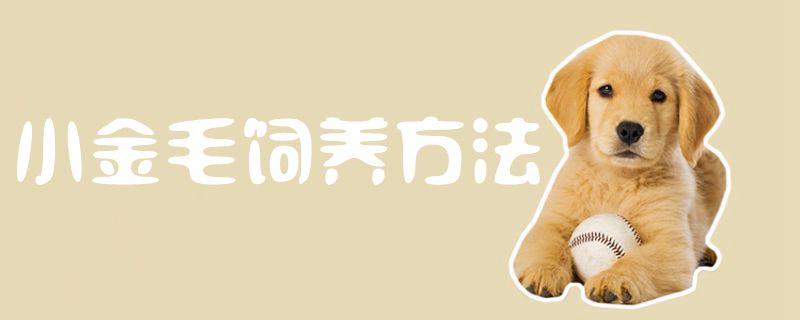 小金毛飼養方法1