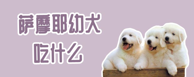 薩摩耶幼犬吃什么