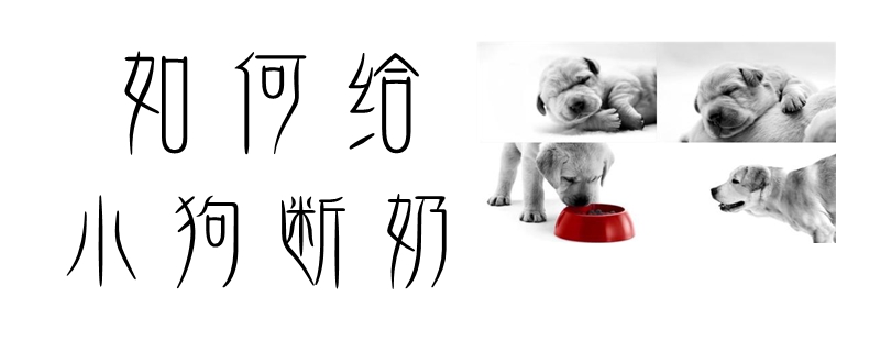 如何給小狗斷奶