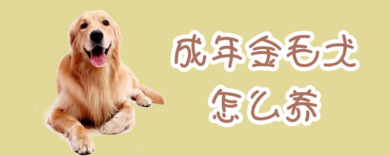 成年金毛犬怎么養