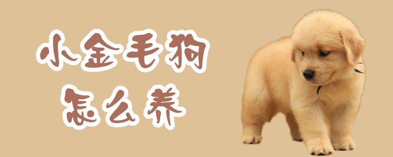 小金毛狗怎么養(yǎng)