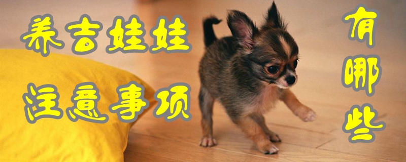 養吉娃娃注意事項有哪些