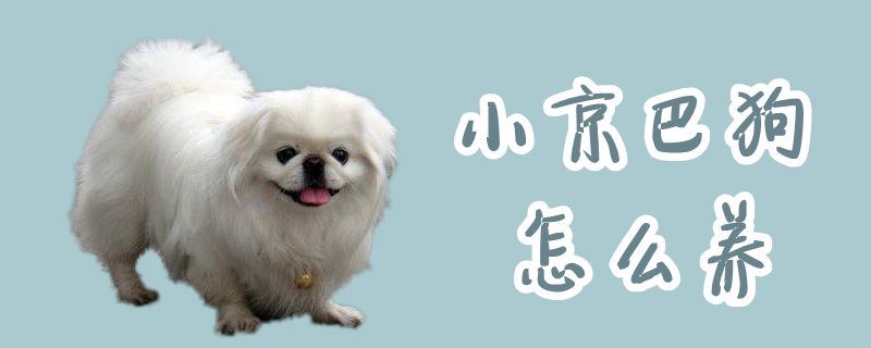 小京巴狗怎么養(yǎng)