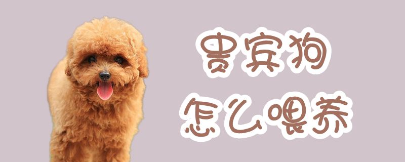 貴賓狗怎么喂養