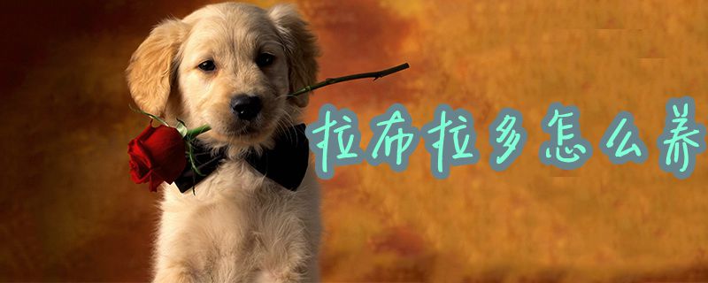 拉布拉多怎么養(yǎng)1